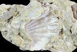 Wide Fossil Pectin (Chesapecten) Cluster - Virginia #67740-4